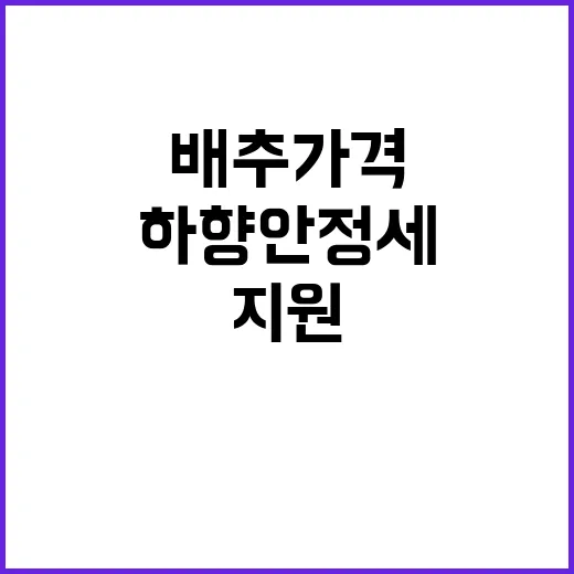 배추가격 하향 안정…