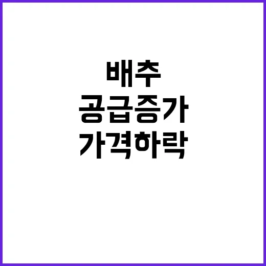 배추 공급 증가 가격 하락 예고! 지금 확인하세요!