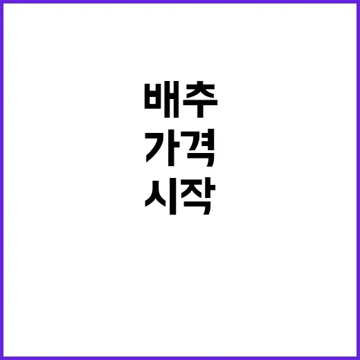 배추 도매가격 하락…