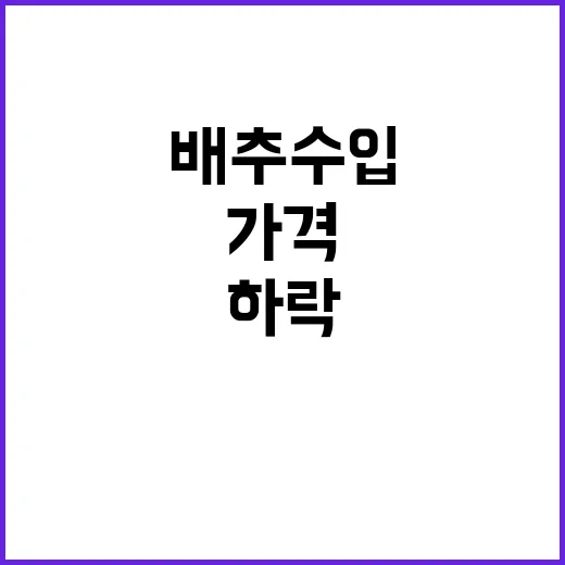 배추 수입 4000여 톤 하순부터 가격 하락 예상!