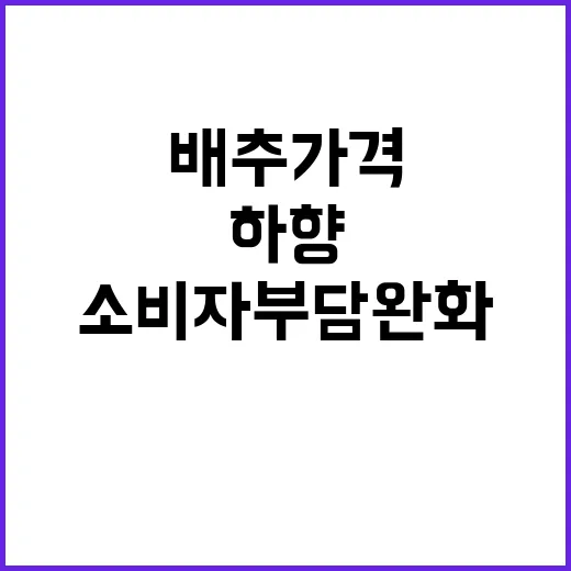 배추가격 하향 소비…