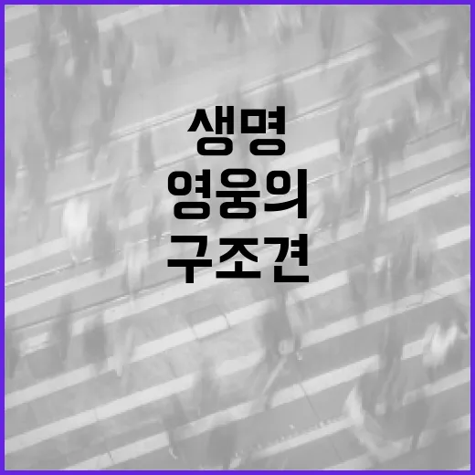 구조견 27명 생명 구한 영웅의 이야기!