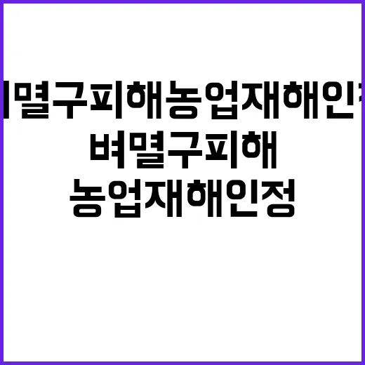 “벼멸구 피해 농업재해 인정 여부 확인 중!”