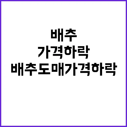 배추 도매가격 하락 소비자 반응은?