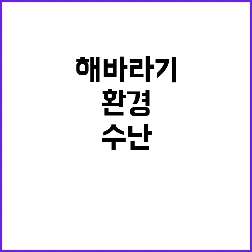 ‘해바라기’ 수난 …