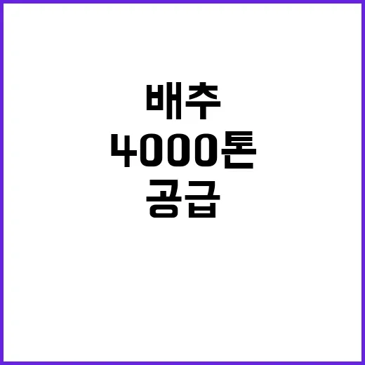 배추 공급 4000…