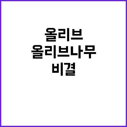 최상의 올리브 나무…