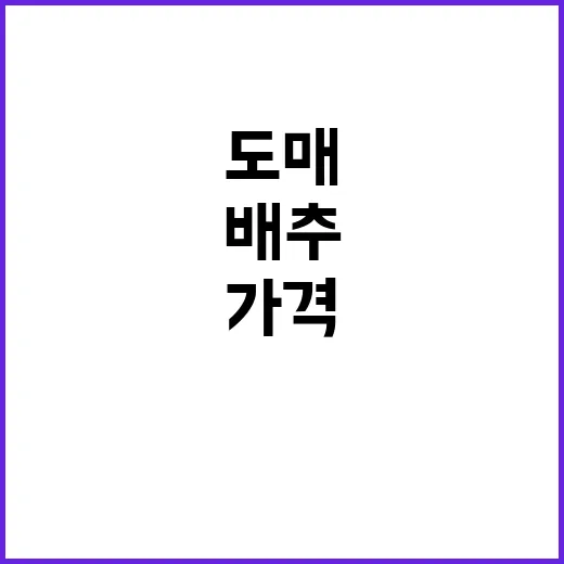 배추 도매가격 하락…