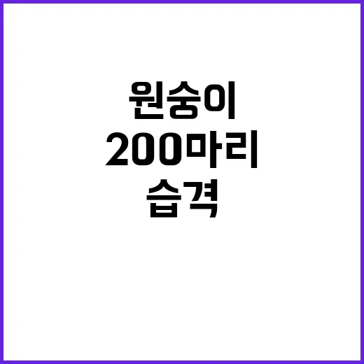 원숭이 200마리 …