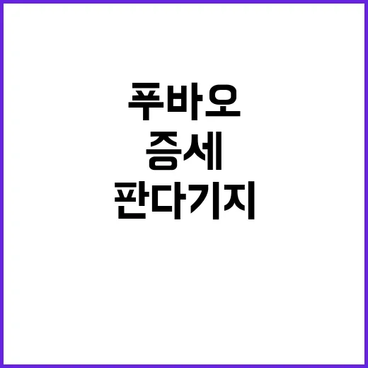 판다기지 푸바오 의…