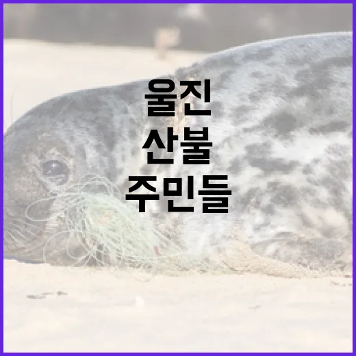 산불 위험 울진 주민들 불안 속 잠 못 이루다!