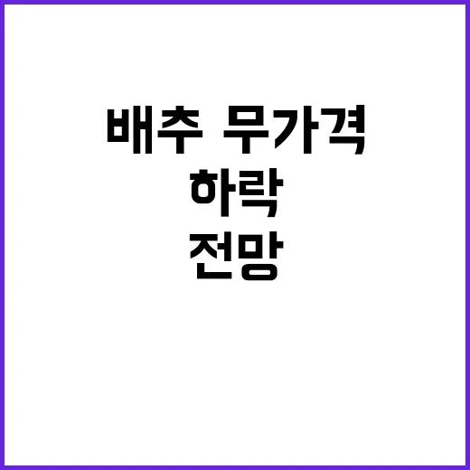 배추·무 가격 하락…