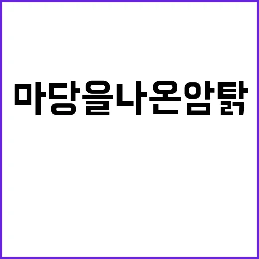 마당을 나온 암탉