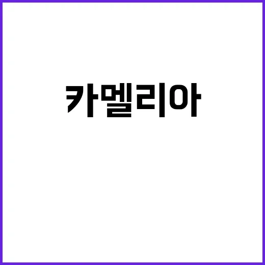 카멜리아 드라마 정…