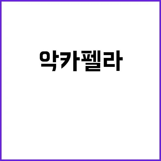 악카펠라