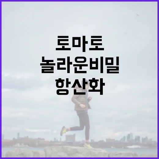 토마토 속 항산화 …