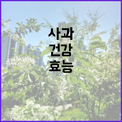 사과의 효능, 매일…