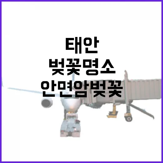 태안 꽃축제와 안면…