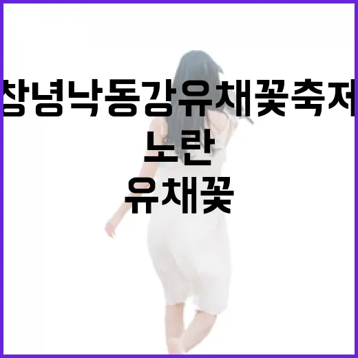 창녕 낙동강 유채꽃…
