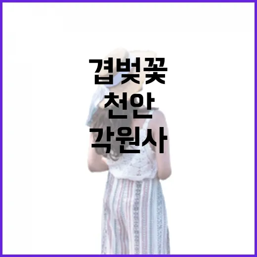 천안 각원사 겹벚꽃…