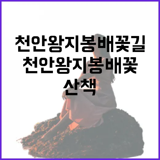 천안 왕지봉 배꽃길…