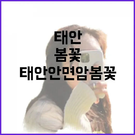 태안 안면암 봄꽃과…