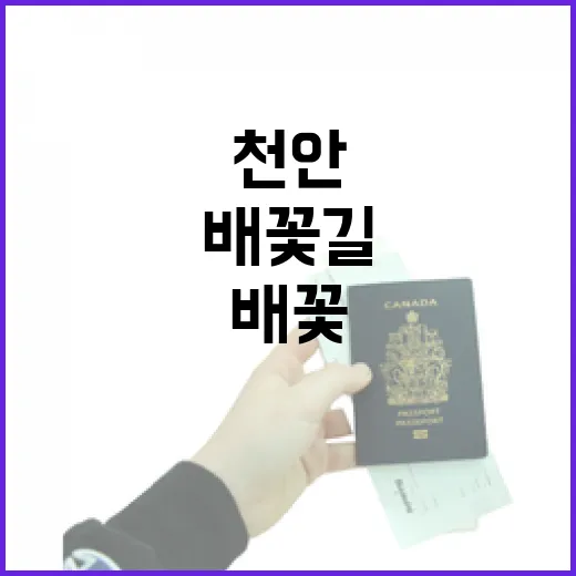 천안 성환읍 배꽃길 봄 풍경