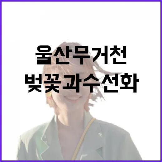 울산 무거천 벚꽃과 수선화의 봄 향연