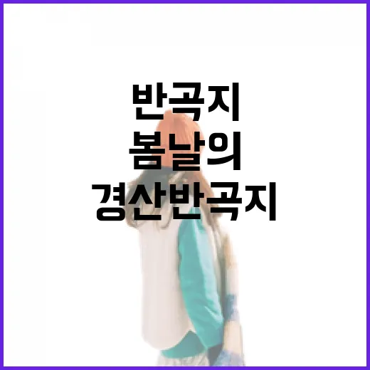 경산 반곡지, 봄날…