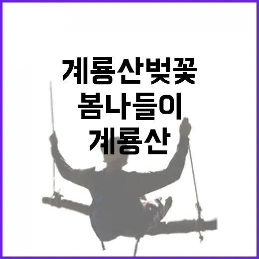 계룡산 벚꽃길 봄나…