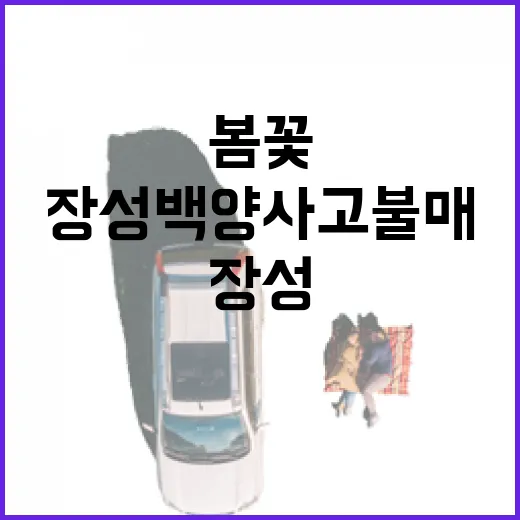 장성 백양사 고불매, 봄꽃의 진수