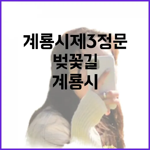 계룡시 제3정문 벚…