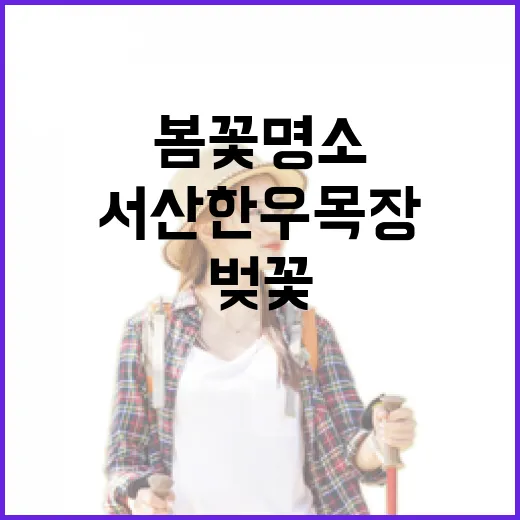 서산 한우목장 벚꽃…