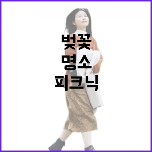 춘천 벚꽃길 봄 피크닉 명소