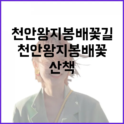 천안 왕지봉 배꽃길…