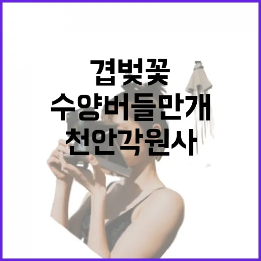 천안 각원사 겹벚꽃…