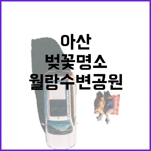 아산 월랑수변공원 벚꽃 명소 집중 조명