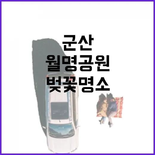 군산 월명공원 벚꽃 명소 집중 탐방