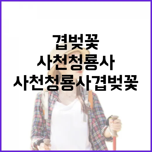 사천 청룡사 겹벚꽃…