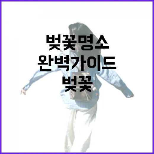 강원 벚꽃 명소 완벽 가이드