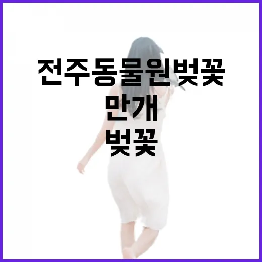 전주 동물원 벚꽃 만개 풍경
