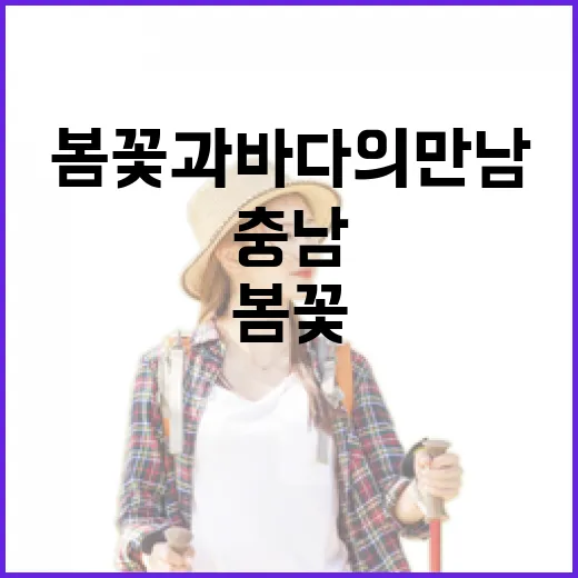 충남 봄꽃과 바다의…