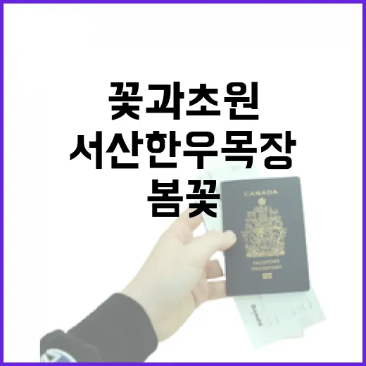 서산 한우목장 봄꽃과 초원의 조화