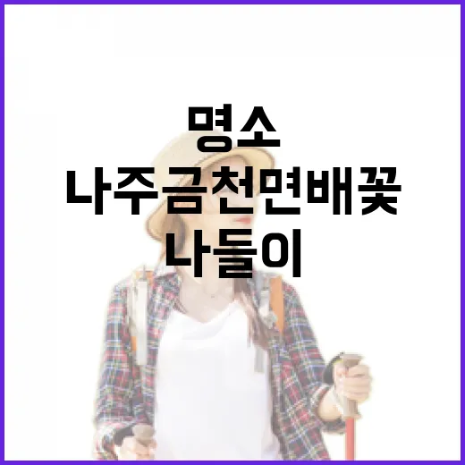 나주 금천면 배꽃 …