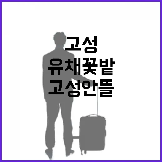 고성안뜰 유채꽃밭,…