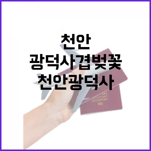 천안 광덕사 겹벚꽃…