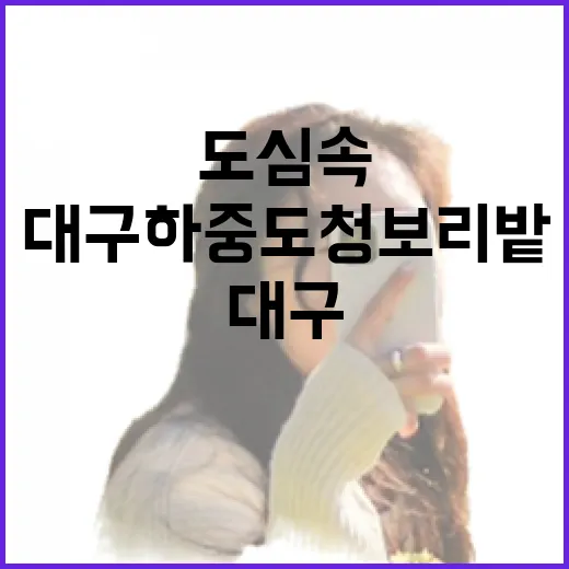 대구 하중도 청보리밭, 도심 속 초록 산책길