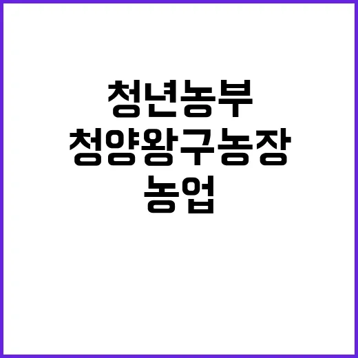 청양 왕구농장, 청…