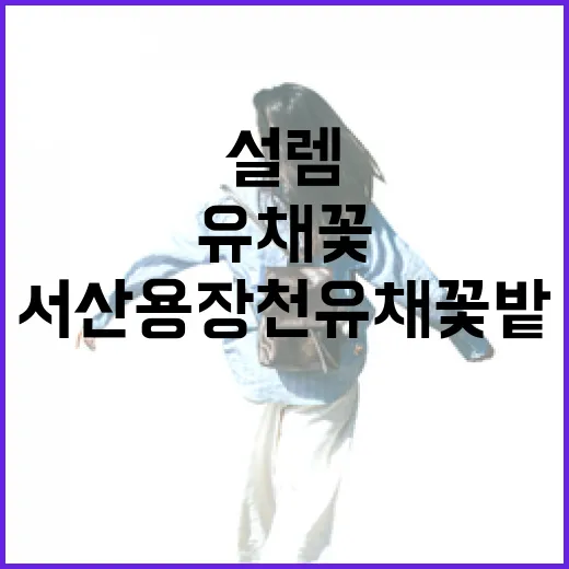 서산 용장천 유채꽃밭, 봄날의 황홀한 설렘