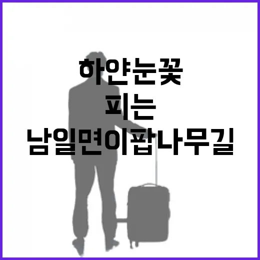 하얀 눈꽃 피는 남일면 이팝나무길 풍경